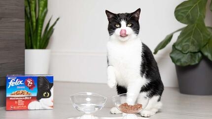 What Do Cats Drink Is Milk Bad for Cats Purina